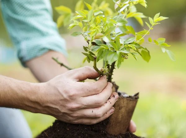 Des mains qui plantent un petit arbre comme symbole de croissance en rétablissement